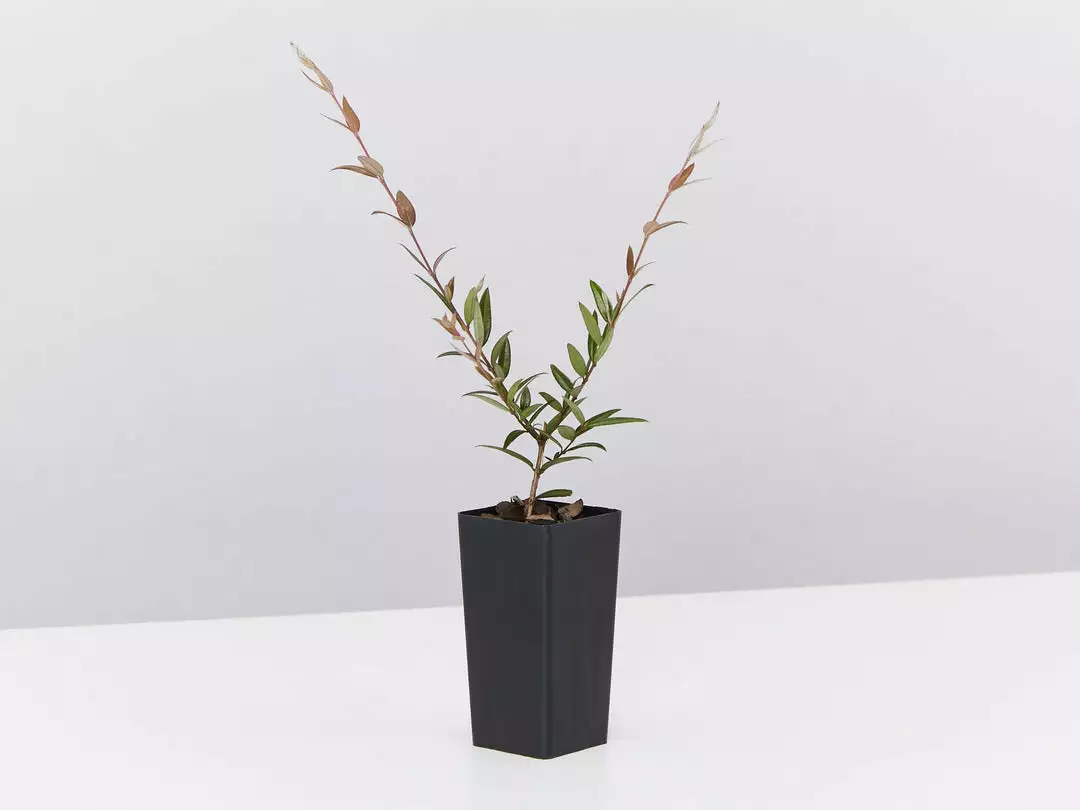 Shrubs Austromyrtus Dulcis Hedging Plants 5 Shrubs Austromyrtus Dulcis Hedging Plants