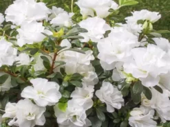 Shrubs Azalea Indica White Bouquet