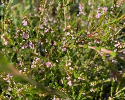 Shrubs Thryptomene Saxicola F.C. Payne