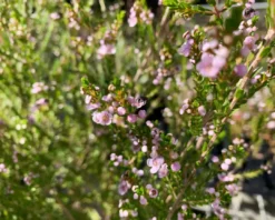 Shrubs Thryptomene Saxicola F.C. Payne
