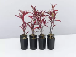 Shrubs Barleria Obtusa'Purple Gem'