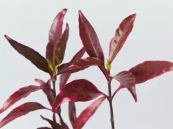 Shrubs Barleria Obtusa 'Purple Gem'