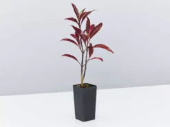 Shrubs Barleria Obtusa 'Purple Gem'