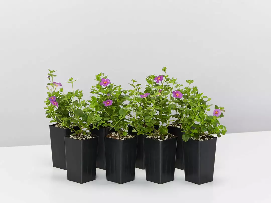 Shrubs Full Sun Bacopa Scopia Gulliver Violet 5 Shrubs Full Sun Bacopa Scopia Gulliver Violet