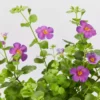 Shrubs Full Sun Bacopa Scopia Gulliver Violet