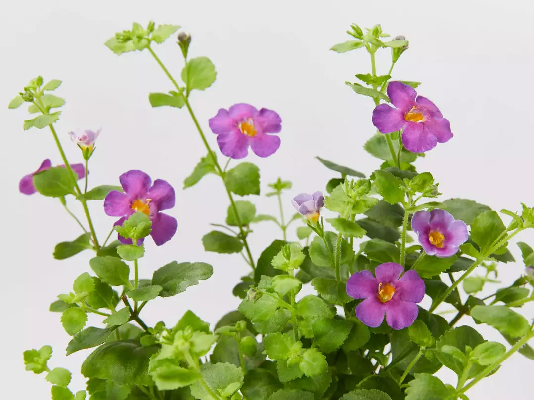 Shrubs Full Sun Bacopa Scopia Gulliver Violet 3 Shrubs Full Sun Bacopa Scopia Gulliver Violet