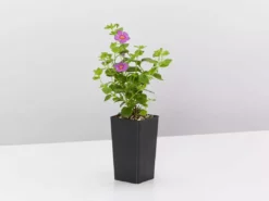 Shrubs Full Sun Bacopa Scopia Gulliver Violet