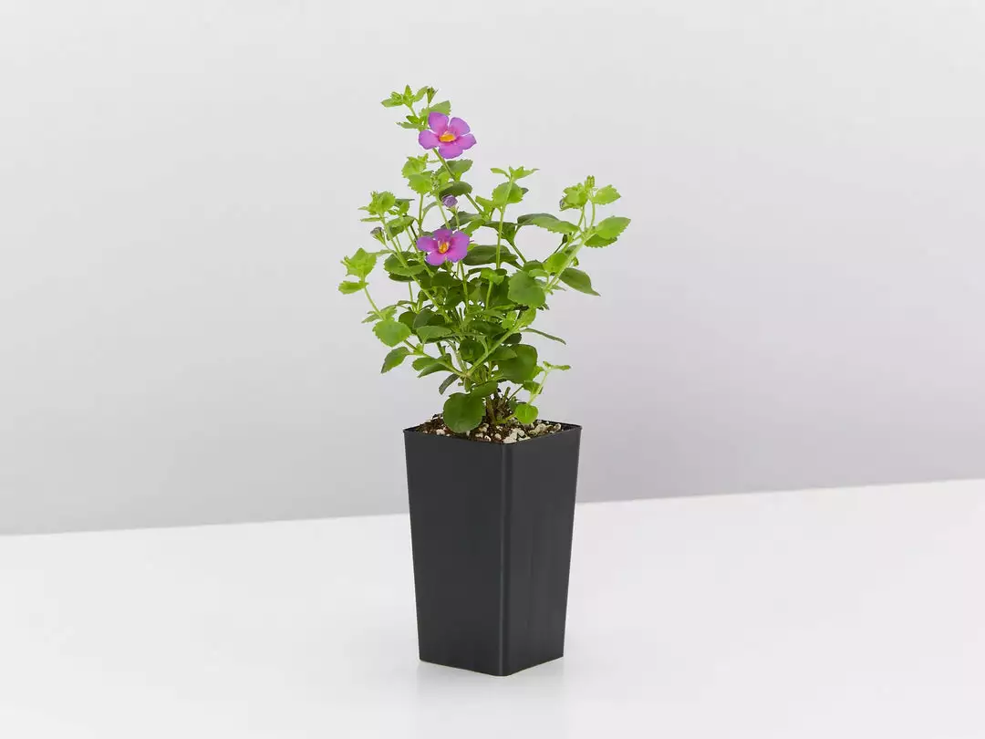 Shrubs Full Sun Bacopa Scopia Gulliver Violet 4 Shrubs Full Sun Bacopa Scopia Gulliver Violet