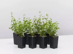 Shrubs Bacopa Scopia Sky Blue