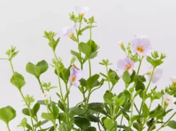 Shrubs Bacopa Scopia Sky Blue
