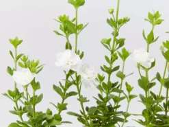 Shrubs Full Sun Bacopa Scopia Double Snowball