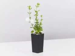 Shrubs Full Sun Bacopa Scopia Double Snowball