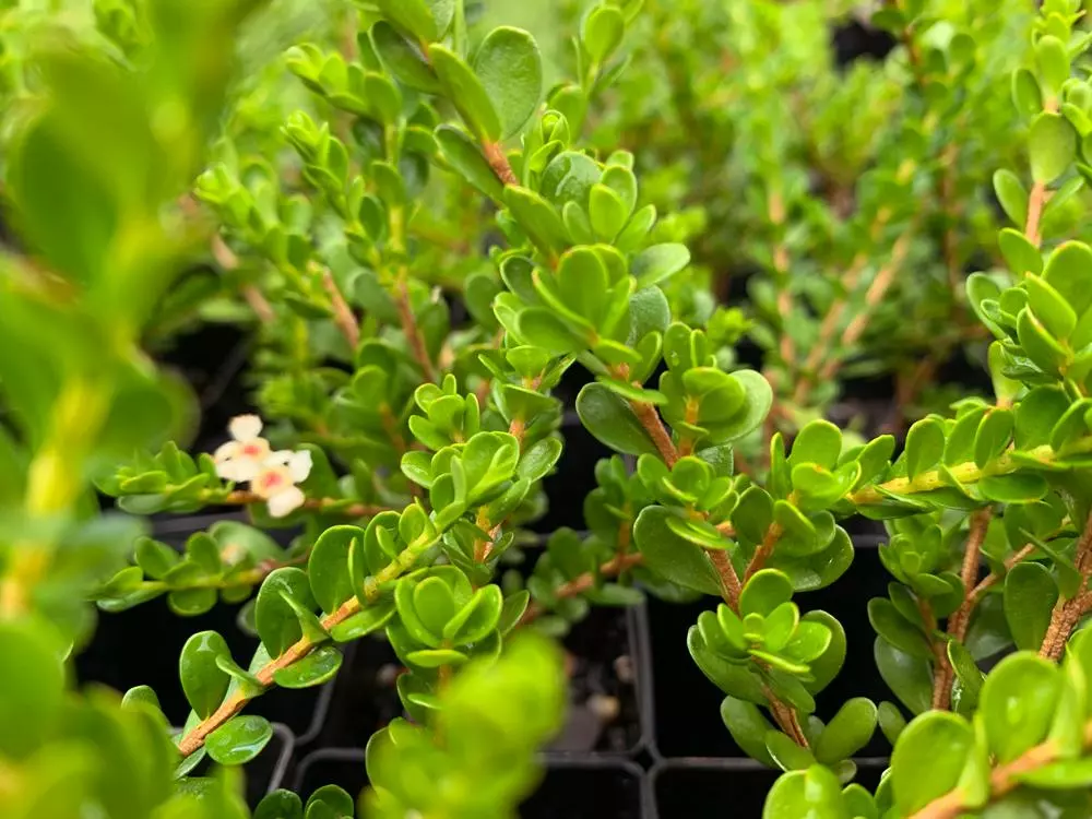 Shrubs Baeckea Mount Tozer 6 Shrubs Baeckea Mount Tozer