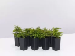 Shrubs Baeckea Virgata Minima