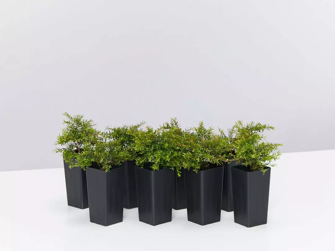 Shrubs Baeckea Virgata Minima 3 Shrubs Baeckea Virgata Minima