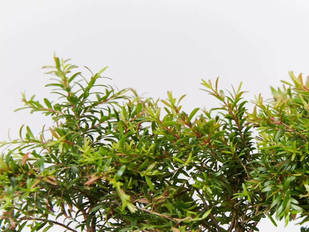 Shrubs Baeckea Virgata Minima 5 Shrubs Baeckea Virgata Minima