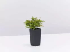 Shrubs Baeckea Virgata Minima