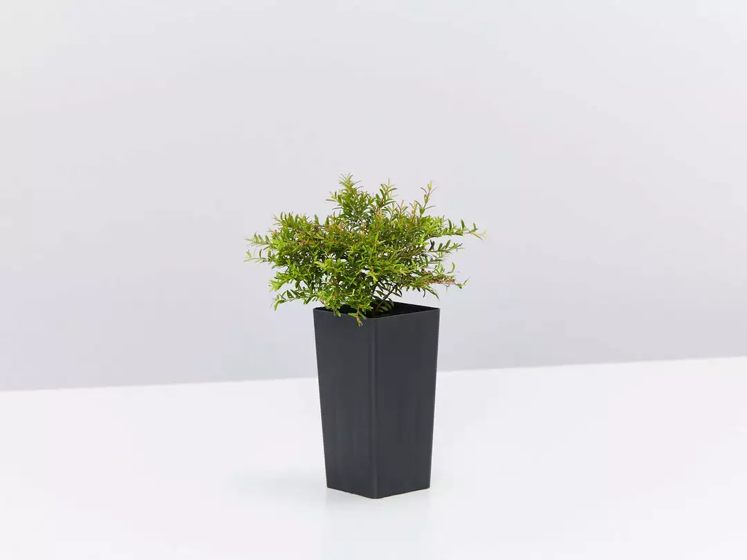 Shrubs Baeckea Virgata Minima 4 Shrubs Baeckea Virgata Minima