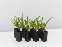 Shrubs Baeckea Mount Tozer