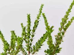 Shrubs Baeckea Mount Tozer