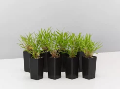 Hedge Shrubs Bambusa Pogonatherum Paniceum