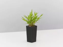 Hedge Shrubs Bambusa Pogonatherum Paniceum