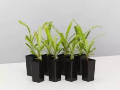 Shrubs Old Man Banksia (Banksia Serrata)