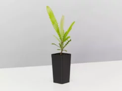 Shrubs Old Man Banksia (Banksia Serrata)