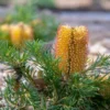 Shrubs Banksia Spinulosa