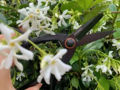 Barebones - Artisan Pruning Shears