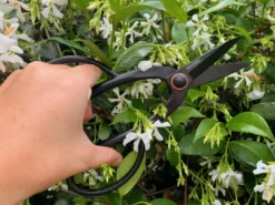 Barebones - Artisan Pruning Shears