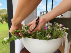 Secateurs Barebones - Small Scissors 15 Secateurs Barebones - Small Scissors