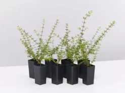 Shrubs Bauera Rubioides Hedging Plants