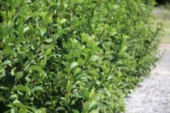 Hedge Viburnum Odoratissimum 'Sweet Viburnum' Screening Plant Pack Hedging Plants