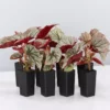 Indoor Garden Begonia Rex Looking Glass