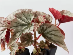 Indoor Garden Begonia Rex Looking Glass