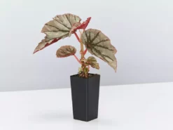 Indoor Garden Begonia Rex Looking Glass
