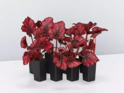 Indoor Garden Border Plants Begonia Rex Red Robin