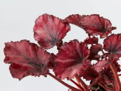 Indoor Garden Border Plants Begonia Rex Red Robin