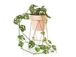 Bendo Plant Stakes & Stands 'PLANT' Indoor Plant Stand & Medium Pot Bundle 17 Bendo Plant Stakes & Stands 'PLANT' Indoor Plant Stand & Medium Pot Bundle