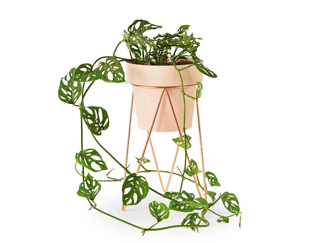 Bendo Plant Stakes & Stands 'PLANT' Indoor Plant Stand & Medium Pot Bundle 5 Bendo Plant Stakes & Stands 'PLANT' Indoor Plant Stand & Medium Pot Bundle