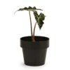 Bendo 'POT' Mini Indoor Plant Pot Pots & Hanging Baskets