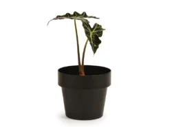 Bendo 'POT' Mini Indoor Plant Pot Pots & Hanging Baskets