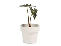 Bendo 'POT' Mini Indoor Plant Pot Pots & Hanging Baskets