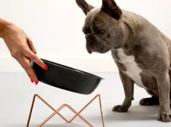 Bendo Best Selling Gifts The WOOF Dog Bowl - MIX 'N MATCH