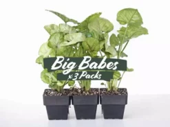 Indoor Garden Syngoniums Syngonium Podophyllum Roxana - 85mm