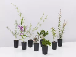 Shrubs Birds And Bees 🐝 Australian Native Plant Pack