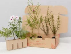 Shrubs A Mixed Box Full Of Outdoor Plants Plant Packs