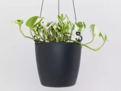 Gifts Pots & Hanging Baskets Eco-Friendly Self-Watering Hanging Basket 15 Gifts Pots & Hanging Baskets Eco-Friendly Self-Watering Hanging Basket