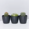 Elho Plant + Pot Multi Packs Mini Eco Gifting Pots With Cacti
